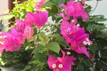 Tình trẻ lợi dụng và phản bội, tôi vẫn không thể chia tay 