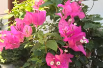 Tình trẻ lợi dụng và phản bội, tôi vẫn không thể chia tay 