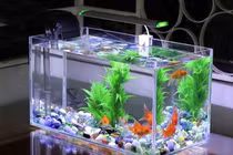 Nhà có bể cá chớ đặt 4 vị trí xui xẻo này tiền bạc tiêu tán