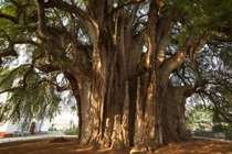 Điểm danh 30 loài cây “quốc thụ” nổi tiếng nhất thế giới (2)