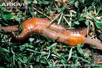 Kiểu sinh sản đặc dị của con vật đâu cũng gặp ở Việt Nam