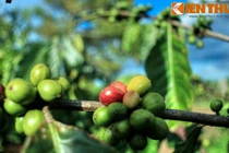 Giai thoại lịch sử ly kỳ về nguồn gốc của cà phê