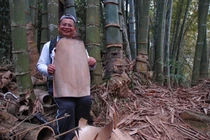 Khó tin về loài tre lớn nhất thế giới mọc ở Việt Nam