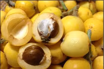 Loại quả rừng vốn không ai để ý bỗng gây sốt vì điều này 