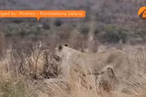 Video: Đàn linh dương không nhận ra những con sư tử đã phục kích