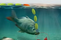 Tại sao cá lại thích ăn giun đất?