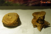 Soi bộ sưu tập hóa thạch khủng long có 1-0-2 ở Hà Nội