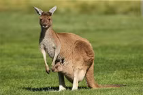 6 loài động vật hiếu chiến nhất thế giới: Việt Nam sở hữu 1 loài