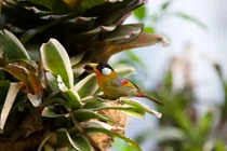 Xuýt xoa vườn chim hơn 1 tỷ đồng trên sân thượng: Toàn loài quý! 