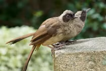 Hai loài chim có tên là 'bò', thuộc diện nguy cấp ở Việt Nam 