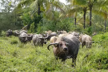 Đội binh trâu có 1-0-2 sử Việt của Thiên Hộ Dương
