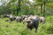 Đội binh trâu có 1-0-2 sử Việt của Thiên Hộ Dương