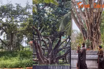 Thăm những cây xanh đặc biệt được Bác Hồ trồng ở thủ đô Hà Nội