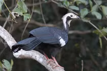 Cận cảnh các loài gà kỳ lạ chỉ có ở châu Mỹ