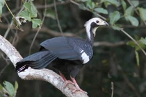 Cận cảnh các loài gà kỳ lạ chỉ có ở châu Mỹ