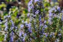 Những điều cực lý thú về các loài cây bạc hà