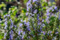 Những điều cực lý thú về các loài cây bạc hà