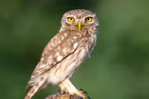 Bộ sưu tập 40 loài quốc điểu nổi tiếng nhất thế giới (2)