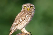 Bộ sưu tập 40 loài quốc điểu nổi tiếng nhất thế giới (2)