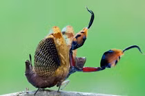 Điểm danh top 20 loài bọ ngựa độc đáo nhất Việt Nam