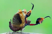 Điểm danh top 20 loài bọ ngựa độc đáo nhất Việt Nam