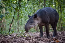 Điểm danh 35 loài động vật có vú là biểu tượng các quốc gia (2)