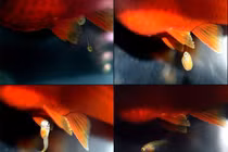 Điểm danh những loài cá cảnh đẻ con lúc nhúc như chuột