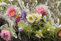 Khoảnh khắc băng giá tại miền Bắc những ngày qua