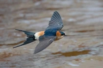 Điều ít người biết về các loài chim nhạn ở Việt Nam