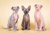 Phát hoảng loạt động vật trụi lông, như đến từ hành tinh khác