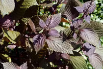 Vị thuốc dân gian dễ tìm lại cực tốt cho sức khỏe, ít người biết