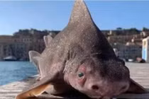 Giật mình phát hiện xác 'thủy quái' thân cá mập, mặt lợn