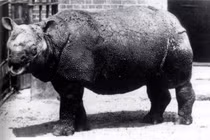 10 loại thú quý hiếm nhất trong sách Đỏ, cả thế giới bảo tồn