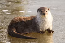 Điểm mặt bốn loài rái cá quý hiếm thú vị của Việt Nam