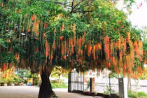 Cách trồng lộc vừng giúp gia chủ mở kho tài lộc, không lo thiếu tiền