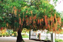 Cách trồng lộc vừng giúp gia chủ mở kho tài lộc, không lo thiếu tiền