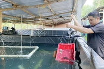 Nuôi loại cá đặc sản to bự trong hồ, nông dân Bình Định lời lớn