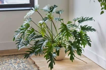 Điểm danh những loài cây trầu bà hot nhất Việt Nam