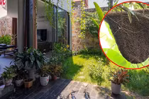 Nhà tự nhiên có thứ này là tài lộc sắp sửa ập đến