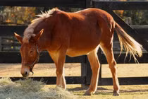 Thịt ngựa bổ dưỡng hơn thịt bò và cừu, tại sao con người ít ăn? 