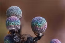 Ngắm loài nấm óng ánh như thạch anh đẹp nhất thế giới