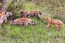 Chật vật trèo cây cướp mồi của báo hoa mai, sư tử vẫn ‘nhịn đói’ 