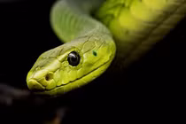 Từ giữa tháng 1 Âm, 3 con giáp tràn lộc xuân, tiền vô như nước