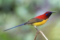 Đã mắt với sắc màu các loài chim hút mật Việt Nam