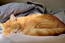 Top 4 thú cưng mê ngủ nhất, thích hợp cho người hướng nội