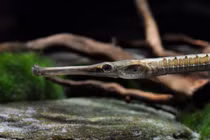 Soi loài cá cảnh độc dị của Việt Nam khiến thế giới phát sốt