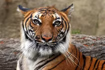 Vì sao người Việt xưa tôn hổ làm bậc cha chú của mình? 