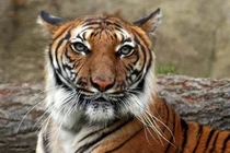 Vì sao người Việt xưa tôn hổ làm bậc cha chú của mình? 