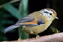 Cận cảnh các loài chim chuối tiêu độc đáo của Việt Nam