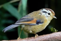 Cận cảnh các loài chim chuối tiêu độc đáo của Việt Nam